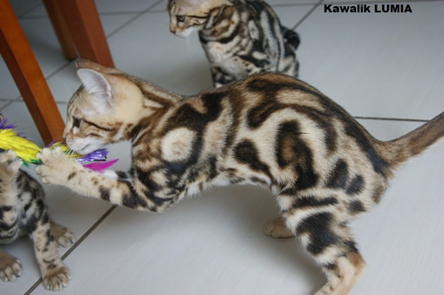 femelle bengal brown  marble tricolore